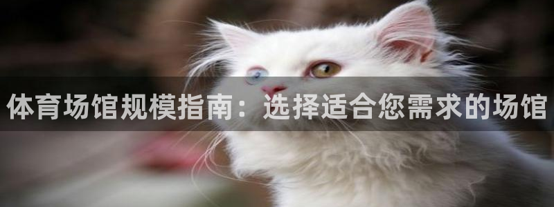 尊龙ag旗舰厅官网登录：体育场馆规模指南：选择适合您需求的场